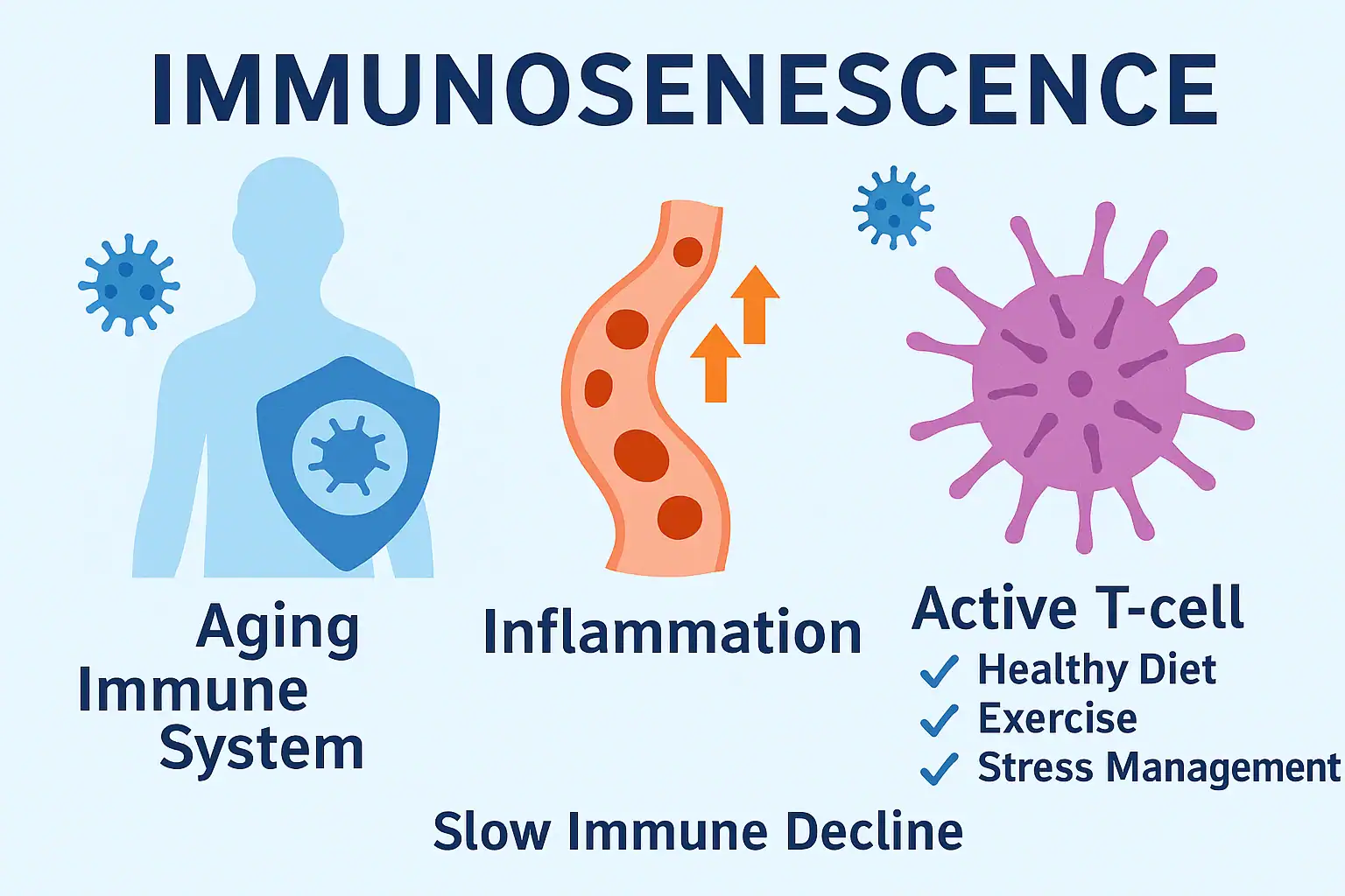 Immunosenescence — illustration of the aging immune system, showing thymus shrinkage, weaker T-cells, and inflammation.