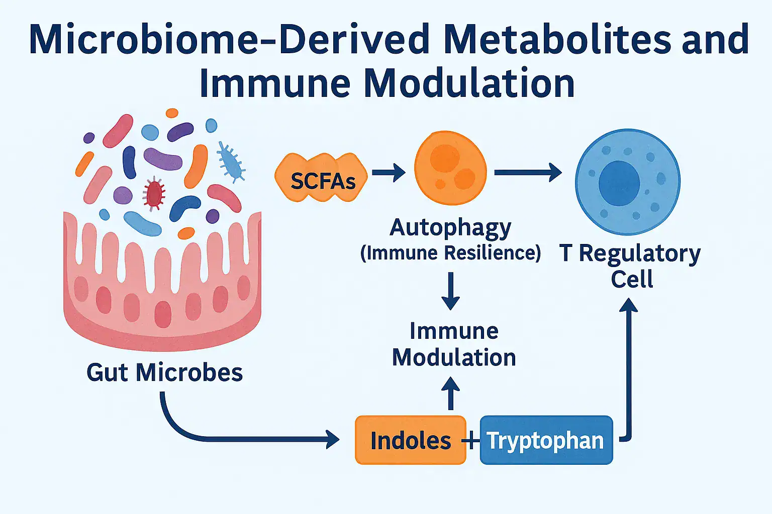 Scientific illustration of microbiome-derived metabolites and immune modulation showing gut microbes, SCFAs, T-cells, and immune signaling pathways.